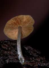 Bolbitius reticulatus
