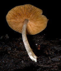 Bolbitius reticulatus