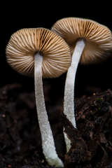 Bolbitius reticulatus