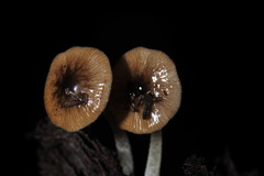 Bolbitius reticulatus
