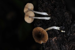 Bolbitius reticulatus