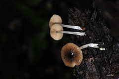 Bolbitius reticulatus