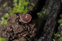 Geoscypha violacea
