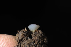 Geoscypha violacea