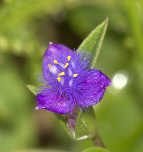 Cyanotis axillaris (L.) D.Don ex Sweet