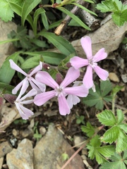 Silene caroliniana