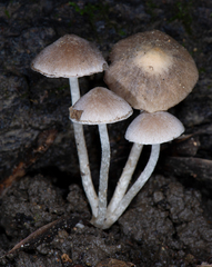 Coprinopsis canoceps