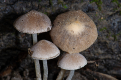 Coprinopsis canoceps