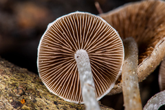 Coprinopsis canoceps
