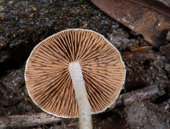 Coprinopsis canoceps