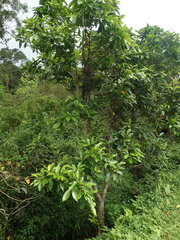 Syzygium nervosum