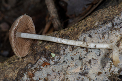 Coprinopsis canoceps