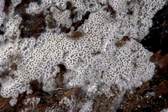 Trechispora mollusca