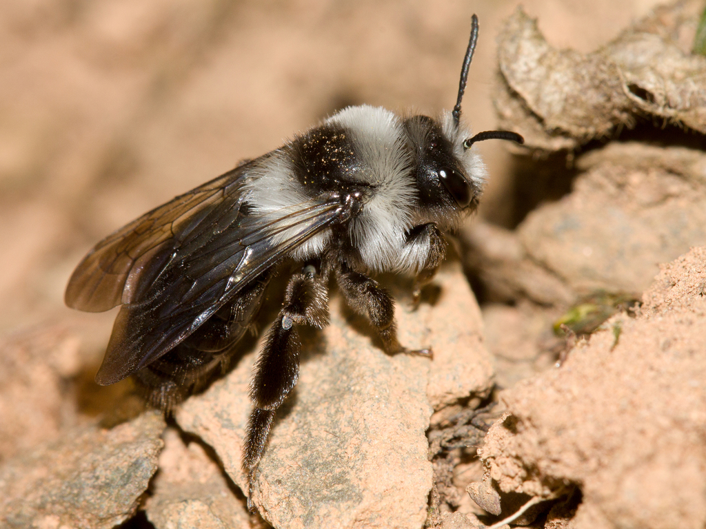 Ashy Mining Bee