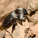 Ashy Mining Bee - Photo (c) Leon van der Noll, some rights reserved (CC BY-NC-ND)