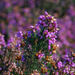 Bell Heather - Photo (c) Connor Connolly-Moyls, some rights reserved (CC BY-NC), uploaded by Connor Connolly-Moyls