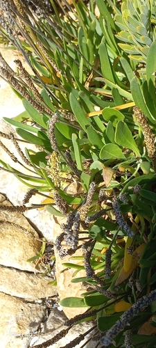 Image of Plantago carnosa by (c) Adele SL, some rights reserved (CC BY)