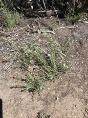 Cryptantha muricata denticulata