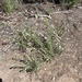 Cryptantha muricata denticulata - Photo (c) birgitknorr, algunos derechos reservados (CC BY-NC), subido por birgitknorr