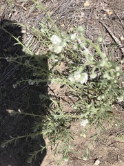 Cryptantha muricata denticulata