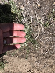 Cryptantha muricata denticulata