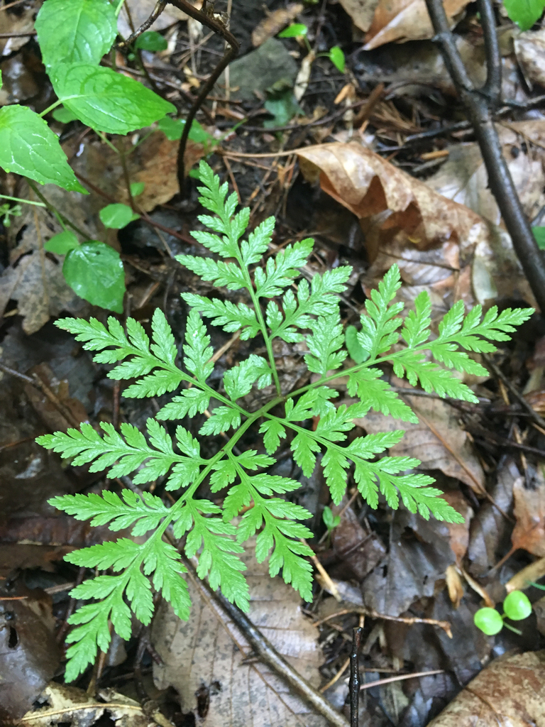 rattlesnake fern