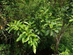 Syzygium nervosum