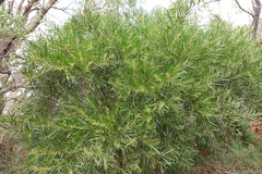 Acacia longifolia longifolia