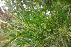 Acacia longifolia longifolia