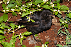 Molothrus bonariensis