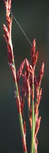 Image of Restio multiflorus by (c) Tony Rebelo, some rights reserved (CC BY-SA)