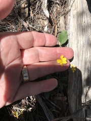 Viola purpurea quercetorum