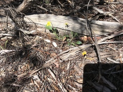 Viola purpurea quercetorum
