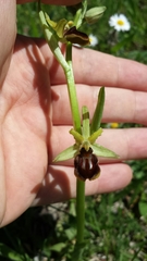 Ophrys sphegodes