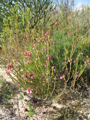 Erica axilliflora