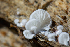 Clitopilus hobsonii