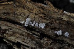 Clitopilus hobsonii