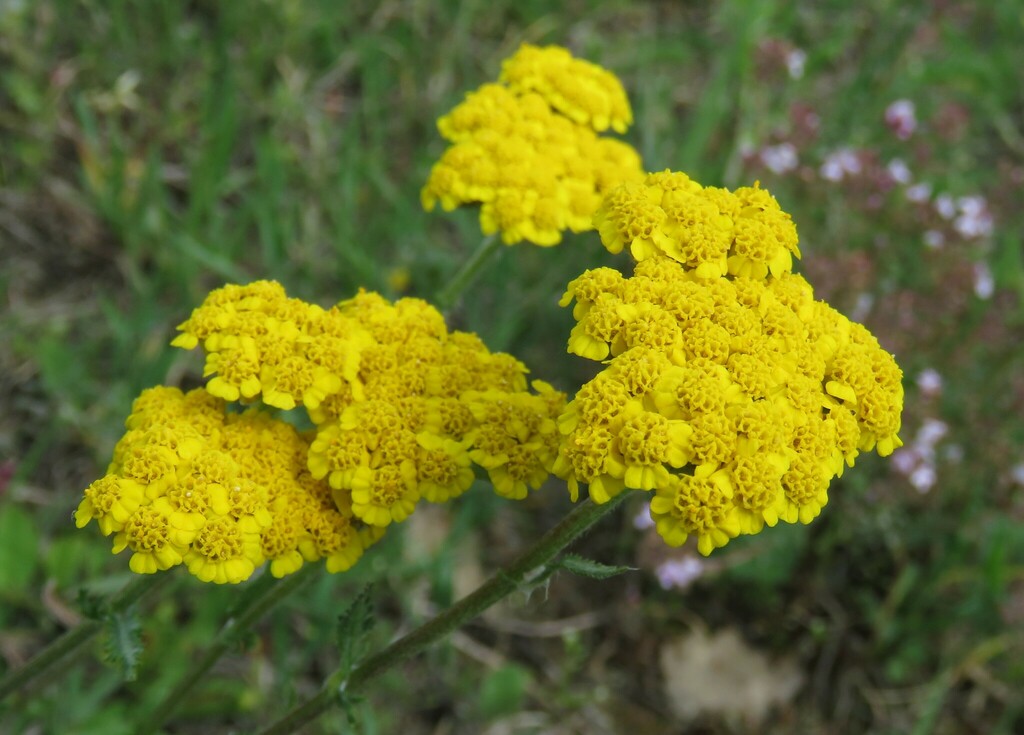 Woolly yarrow