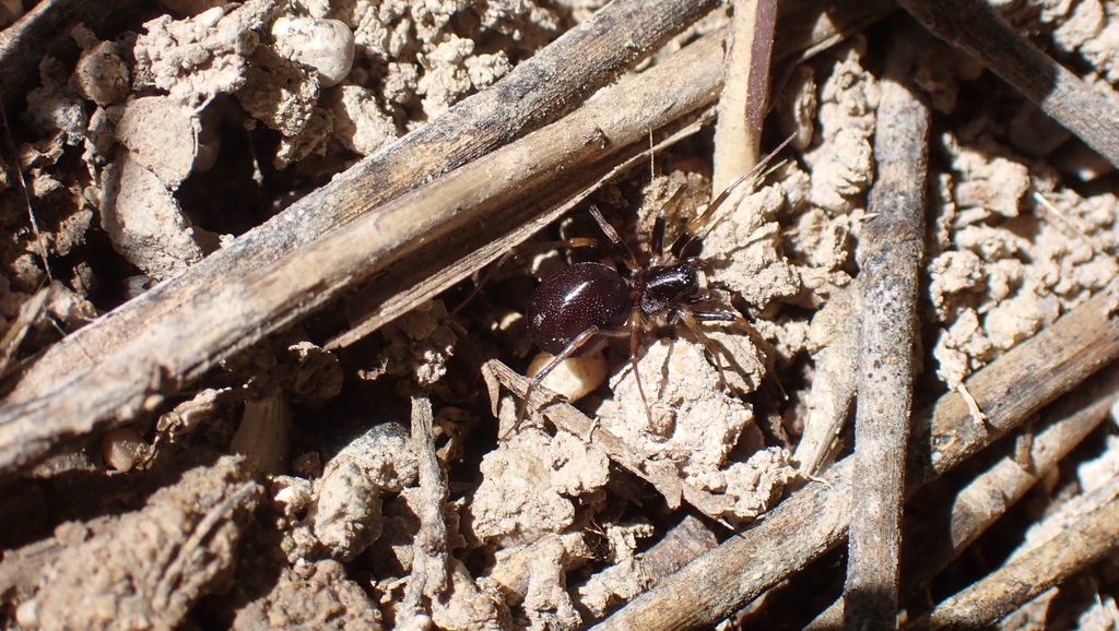 Zodarion gracilitibiale