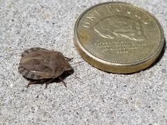 Eurygaster hottentotta