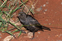 Molothrus bonariensis