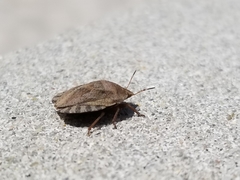 Eurygaster hottentotta