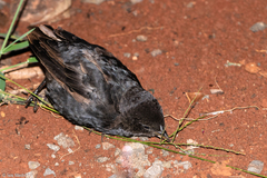 Molothrus bonariensis