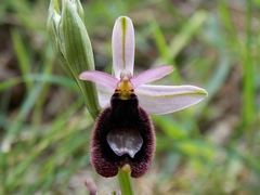 Ophrys bertolonii