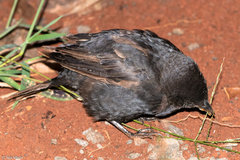 Molothrus bonariensis