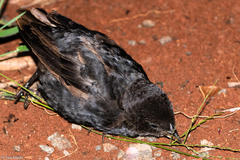 Molothrus bonariensis