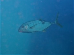 Gnathanodon speciosus