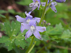 Delphinium tricorne