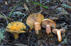 Lactarius rubrilacteus