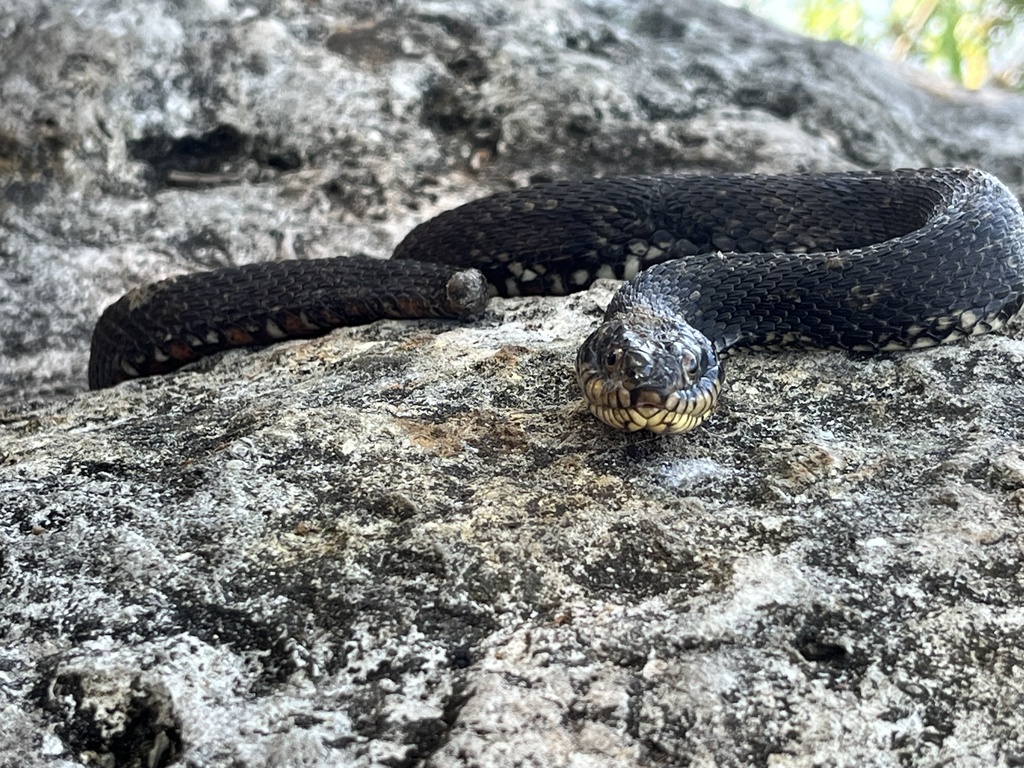 Banded Watersnake × Saltmarsh Snake in May 2024 by Matthew. Visually ...